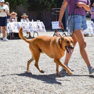One of the dogs walks past.