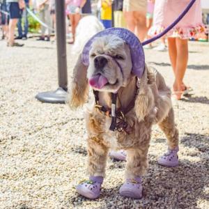 A spaniel dressed up for the show. 