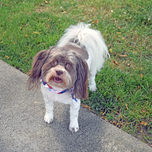 Dogs were even dressed up for the day. 