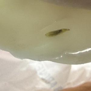 The larva Kayla Nelson found in her Jersey Mike’s sub. Photo by Kayla Nelson