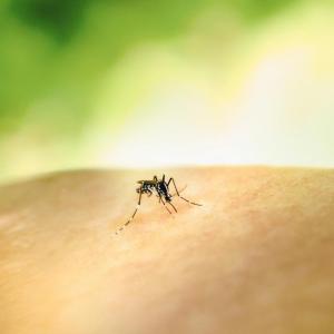 West Nile virus can only be transmitted by mosquitos. Photo by National Institute of Allergy and Infectious Diseases on Unsplash