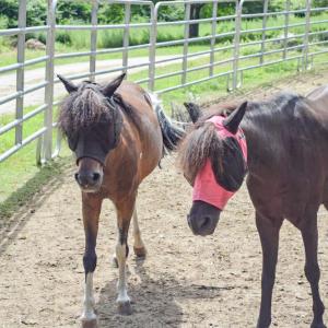 Two of the smaller horses sport their fly masks to protect their eyes. 