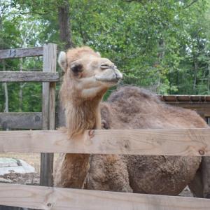 The camel was surprisingly soft. 