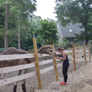 Melissa Sylvia pets one of the camels. Photos by Kat Sheridan