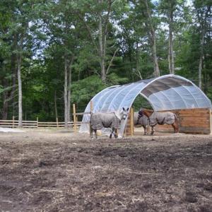 The horses in their fly protecting gear. 