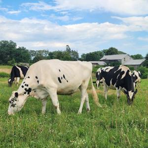 The cows enjoy the pasture. Source: Melissa Sylvia