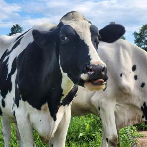 One of the cows inspects the camera. Source: Melissa Sylvia