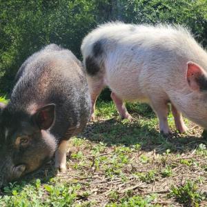 The pigs enjoy the mud. Source: Melissa Sylvia