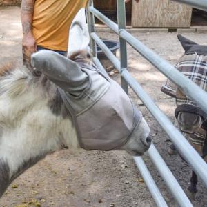 A donkey and a mini horse stare at each other. 