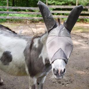One of the donkeys starts to inspect the camera. 