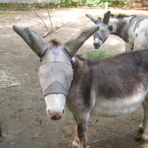 The two donkeys in their fly masks. 