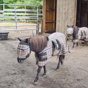 The mini horse and the horse with dwarfism. 
