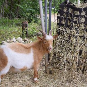 One of the goats pauses his snack to look over. 