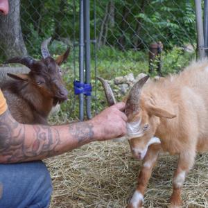 The goats enjoy some pets. 