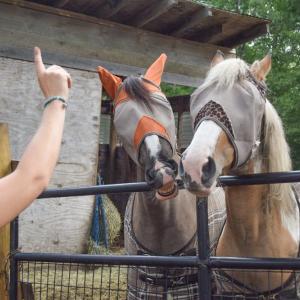 One of the horses shows off the trick 'Smile!'