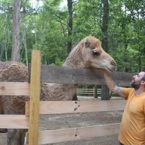 Randy Moitosm pets one of the camels. 