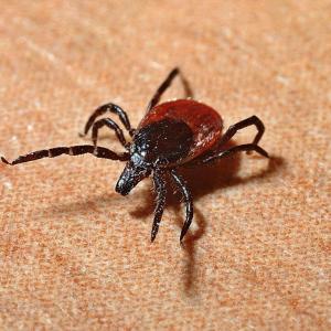 A tick. File photo