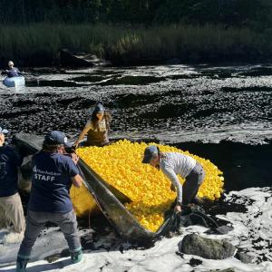 Volunteers dump the ducks into the water.