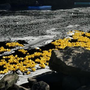 Thousands of ducks float down the river. 