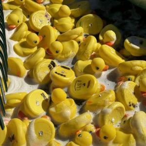 There were 1,469 rubber ducks. 