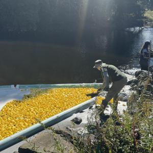 A volunteer makes sure the duckies escape the foam. 