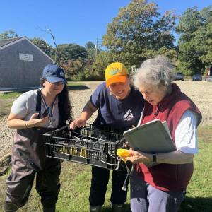 Members of the Mass Audubon Society match the ducks to the people who sponsored them. 