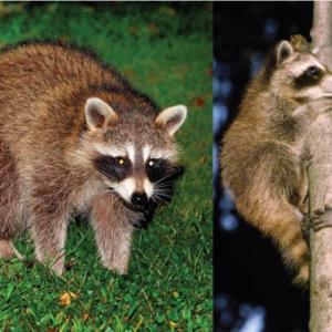 Raccoons. Source: mass.gov. 
