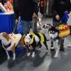 Passion, Panda and Atlas pose for a photo. Photos by Kat Sheridan