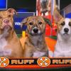 The third quarter Team Ruff players. Source: Animal Planet