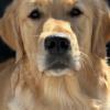Harper the therapy dog. Source: North Branch Library