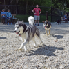 Zoe plays a game of tag with Buddy. Photos by Kat Sheridan
