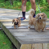 Two dachshunds head into the park. Photos by Kat Sheridan