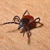 A tick. File photo