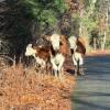 Cows that escaped from an unnamed farm in 2025. Source: Christine Lechan