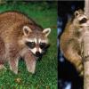 Raccoons. Source: mass.gov. 